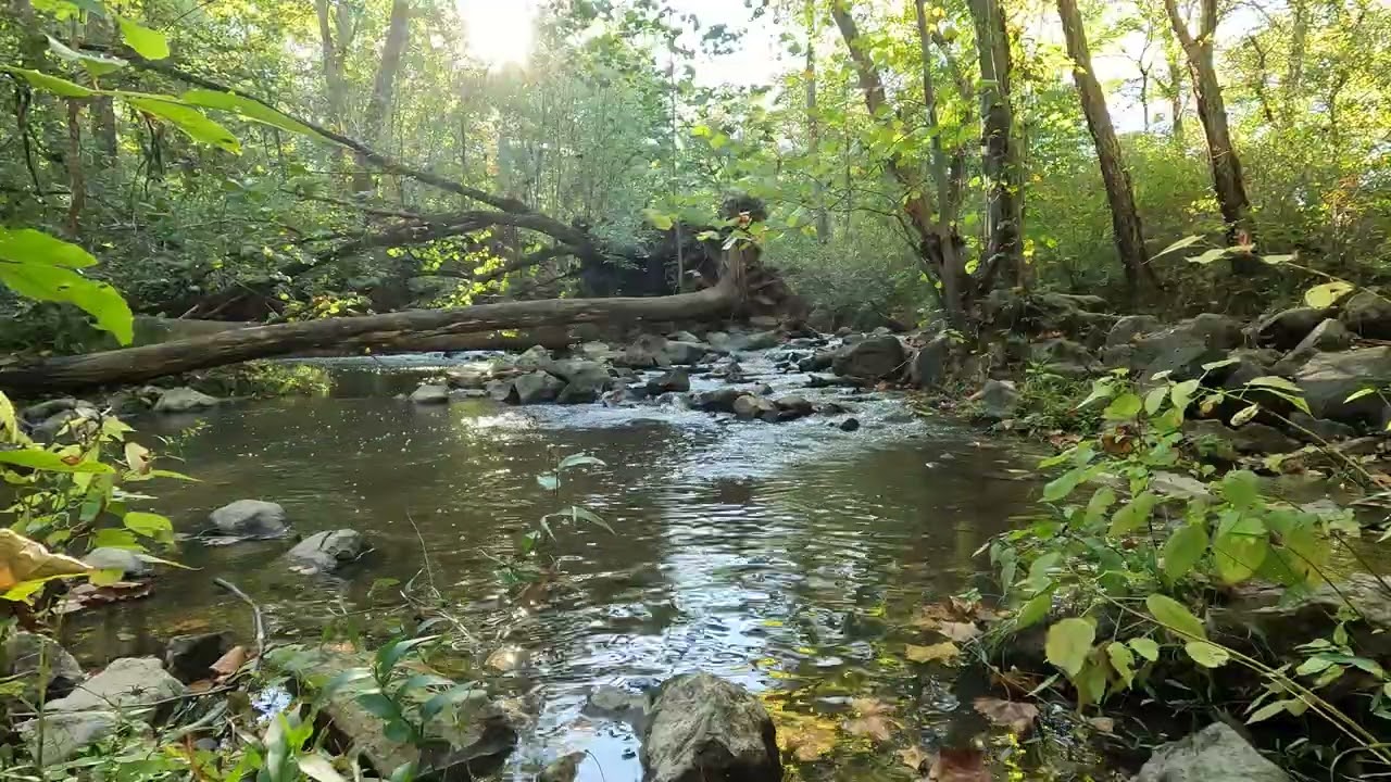 Peaceful Forest Paradise ~ Sunlight, Trees, & Flowing Water