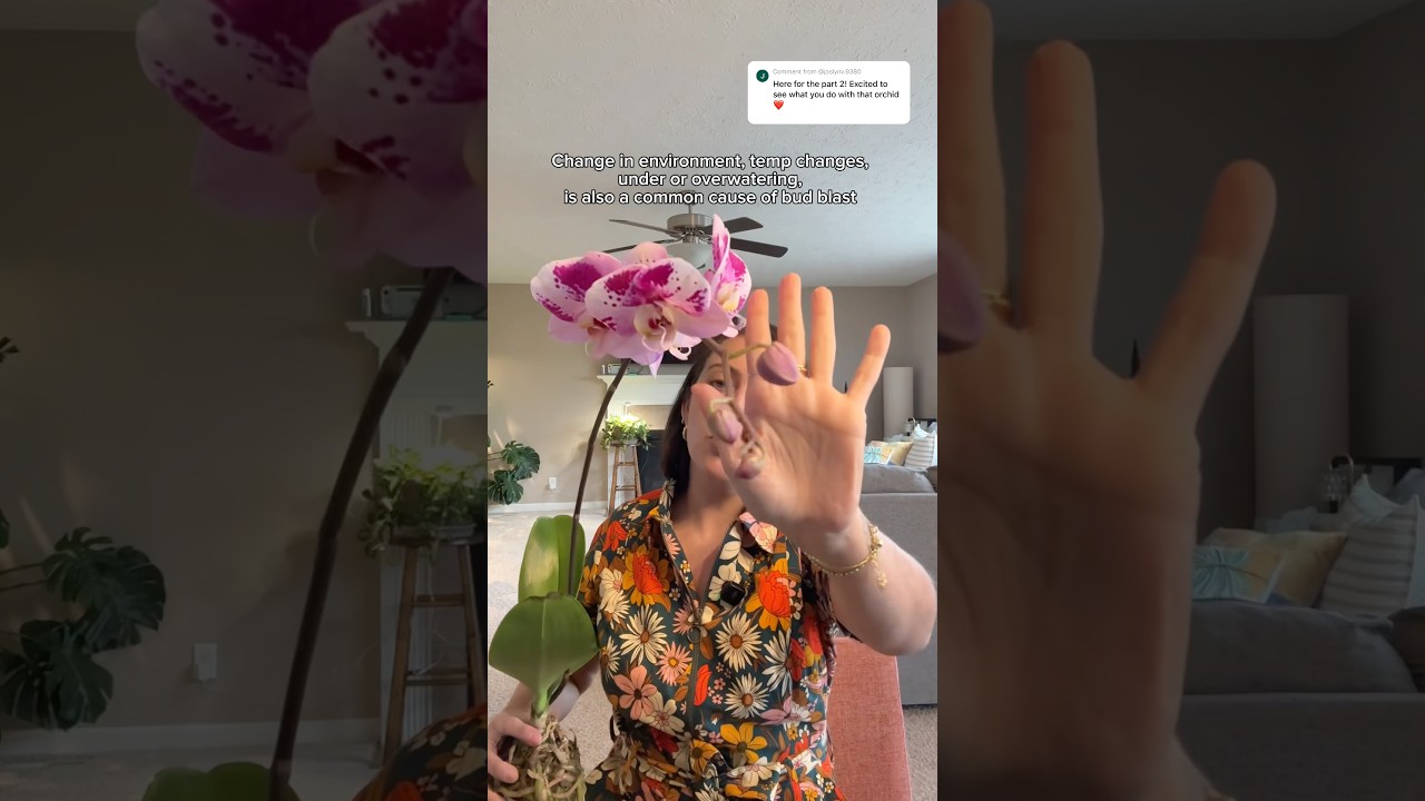 Part 2 to the orchid/pothos combo: Repotting orchid #orchidcare #phalaenopsisorchid