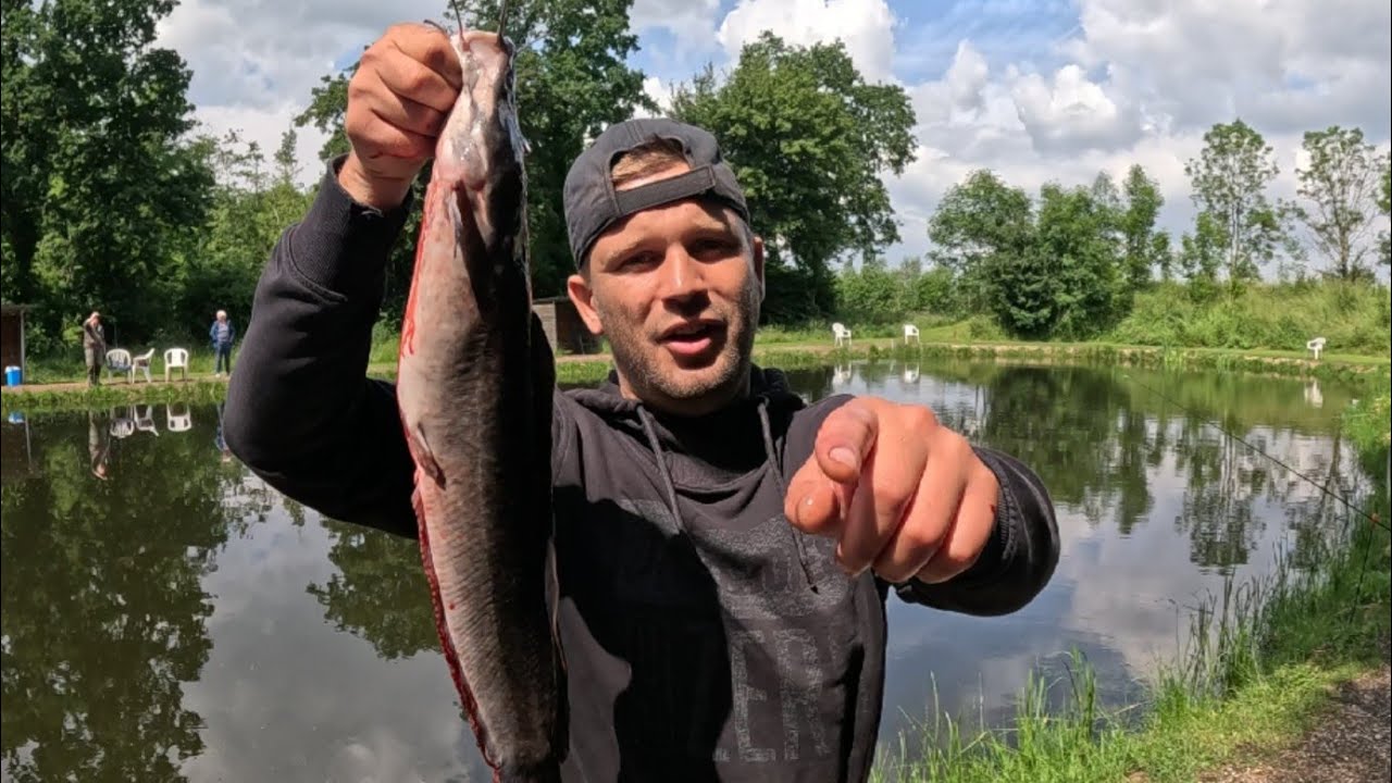 Afrika Welse f&auml;ngt man mit Tauwurm 🎣🦈 #angeln #fishing #outdoor #wels #catfish #afrowels