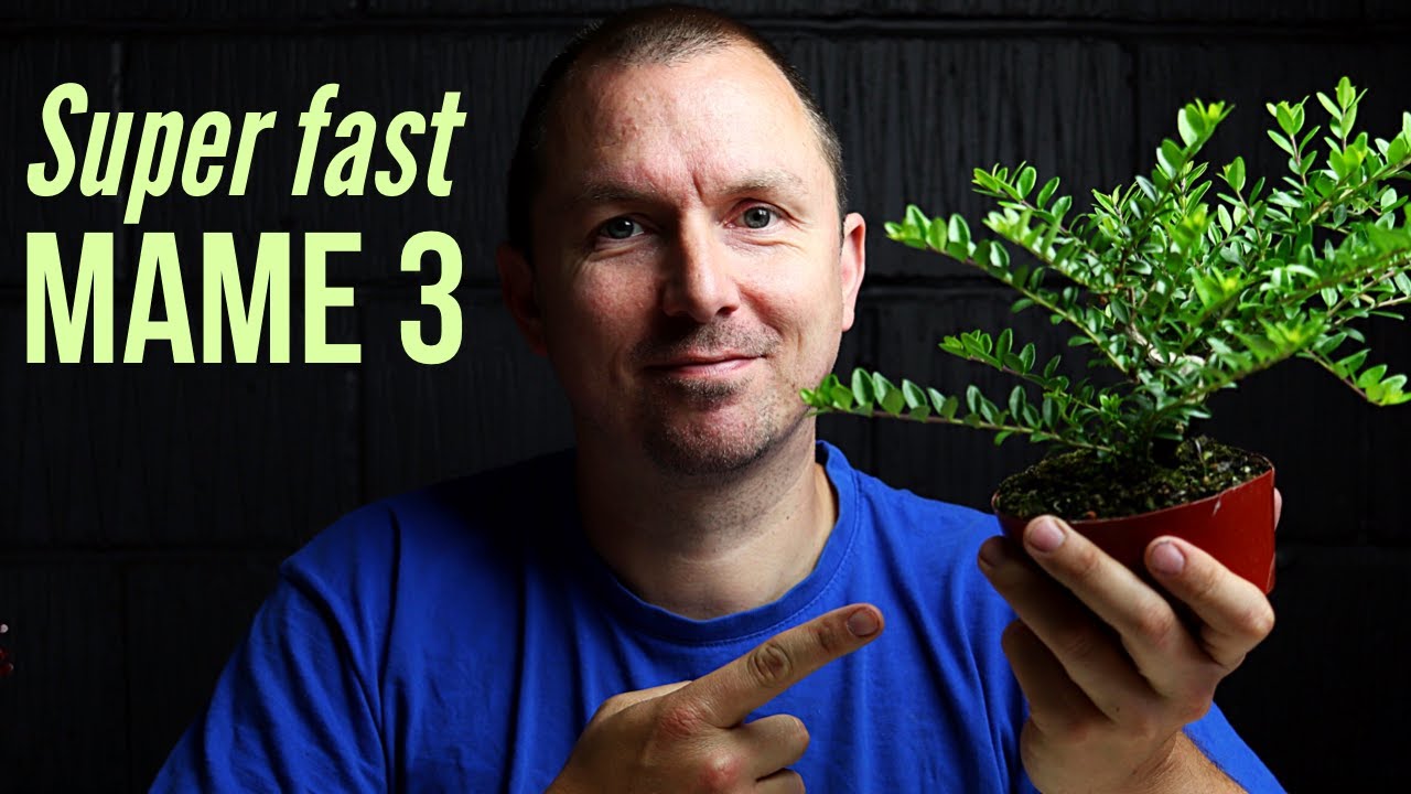 Making Mame Bonsai: Pruning for Shape and Back-buds