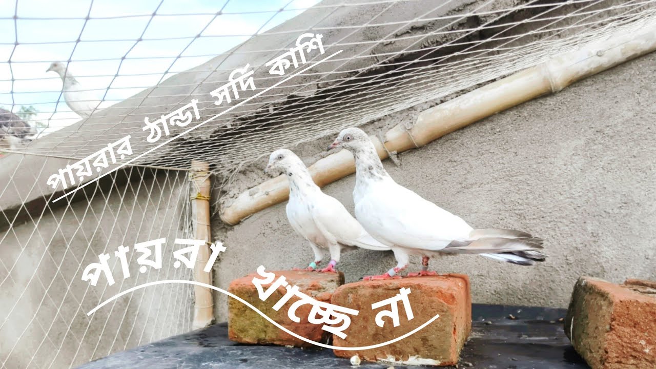 পায়রা ঠান্ডা সর্দি কাশির ভিডিও/পায়রা ঝিম ধরে বসে আছে খায় না/কবুতরের ঠান্ডা সর্দি কাশির ভিডিও