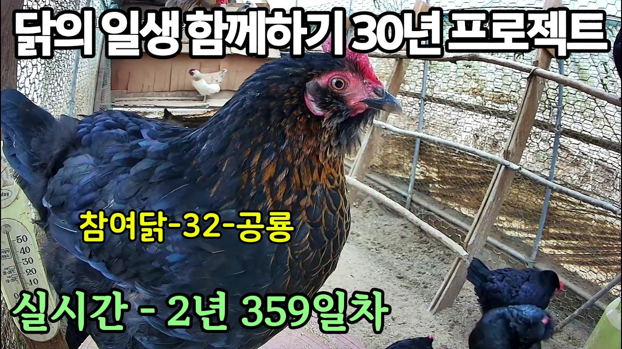 실시간) 2년 359일차, 닭의 일생 함께하기 30년 프로젝트
