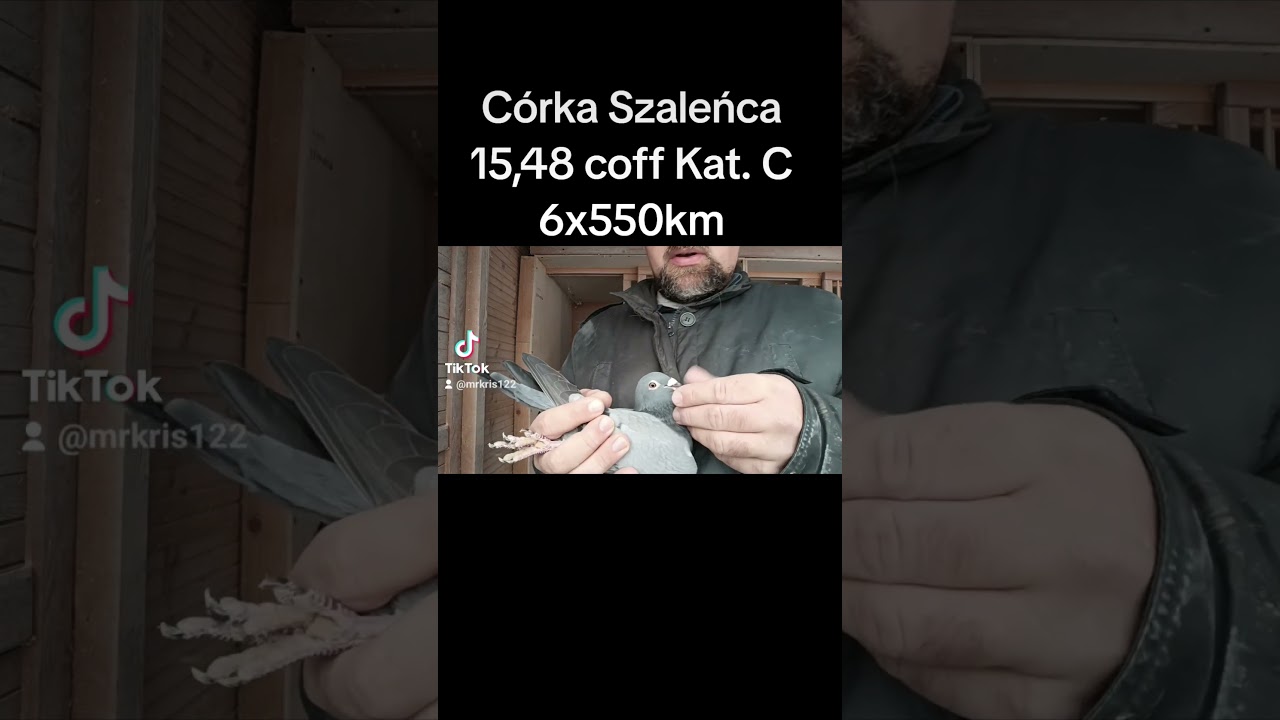 C&oacute;rka Szaleńca kat C 15,48 #gołębie #mrkris #pzhgp #pigeon #trzaskalik