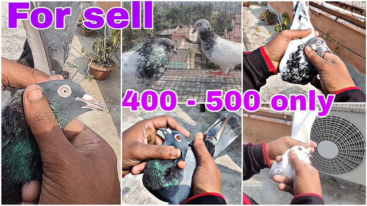 Good quality Pigeon for sale at Low price 😱😱 | Location - Howrah Liluah | pn - 9123833794