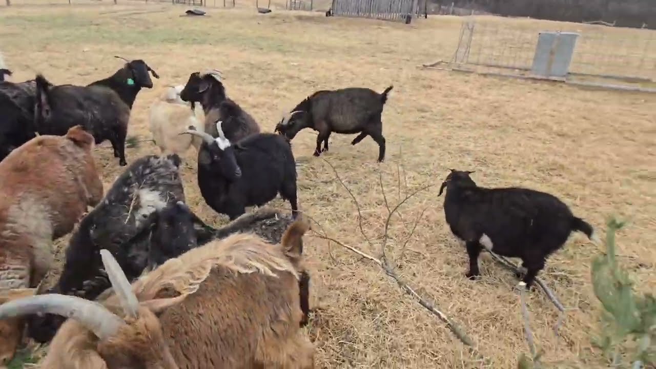 Never Let a Tree Goat to Waste