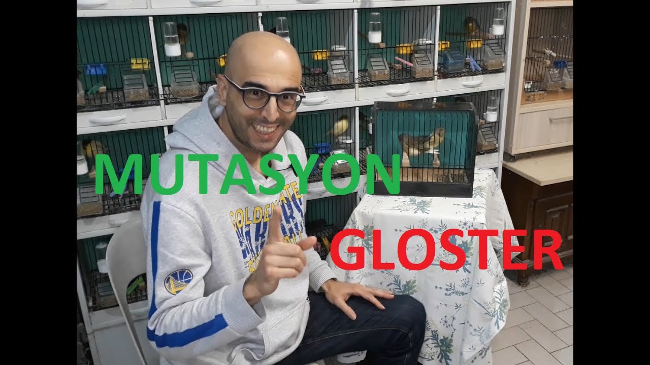 Gloster Mutasyon Kanarya Nasıl Elde Edilir(Eşleştirme,Renk Kanaryası,Mutasyona Ulasma S&uuml;resi)