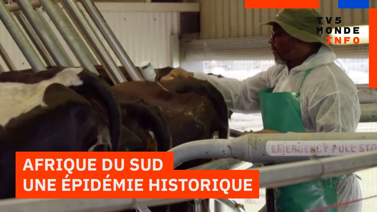 Afrique du Sud : La pire épidémie de fièvre aphteuse frappe le pays