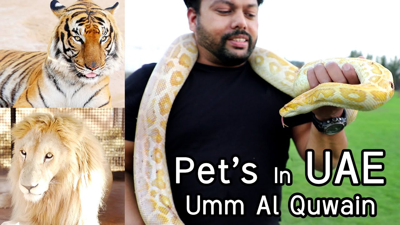 Dubai Safari  Umm AL Quwain Zoo lion  tiger horse kerala Couple Vloggers malayalam vlog 2021