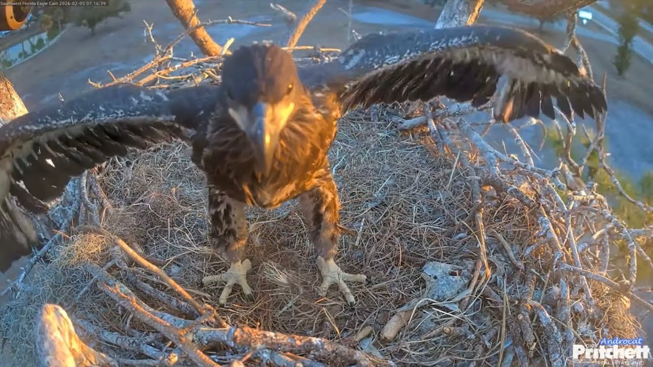 SWFL Eagles 2-8-26.  Moments in Time:  E26, Seven Weeks Old on 2-5-26; Growing Up So Fast!  😊💕