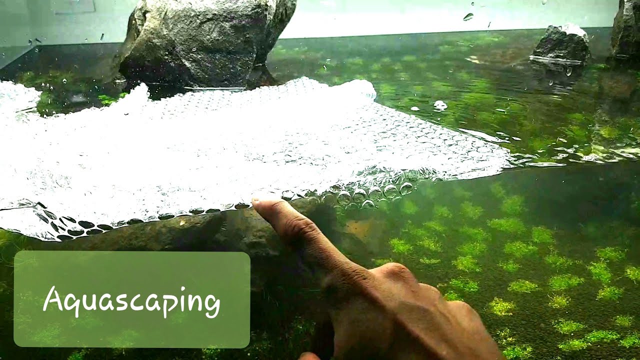 Aquascaping / Ya lo hemos plantado / Capitulo 3