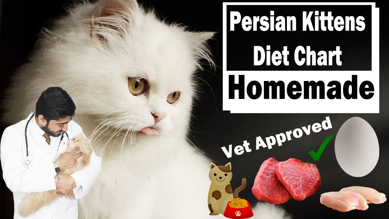 Kittens Diet Plan | Birth to 9 Months | In Urdu | Persian | Best Food | Vet Approved | Vet Furqan