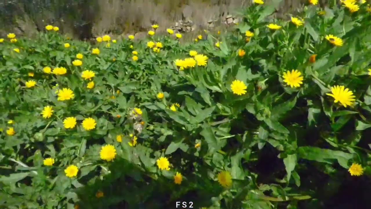 FLORES, MÚSICA & RELAX