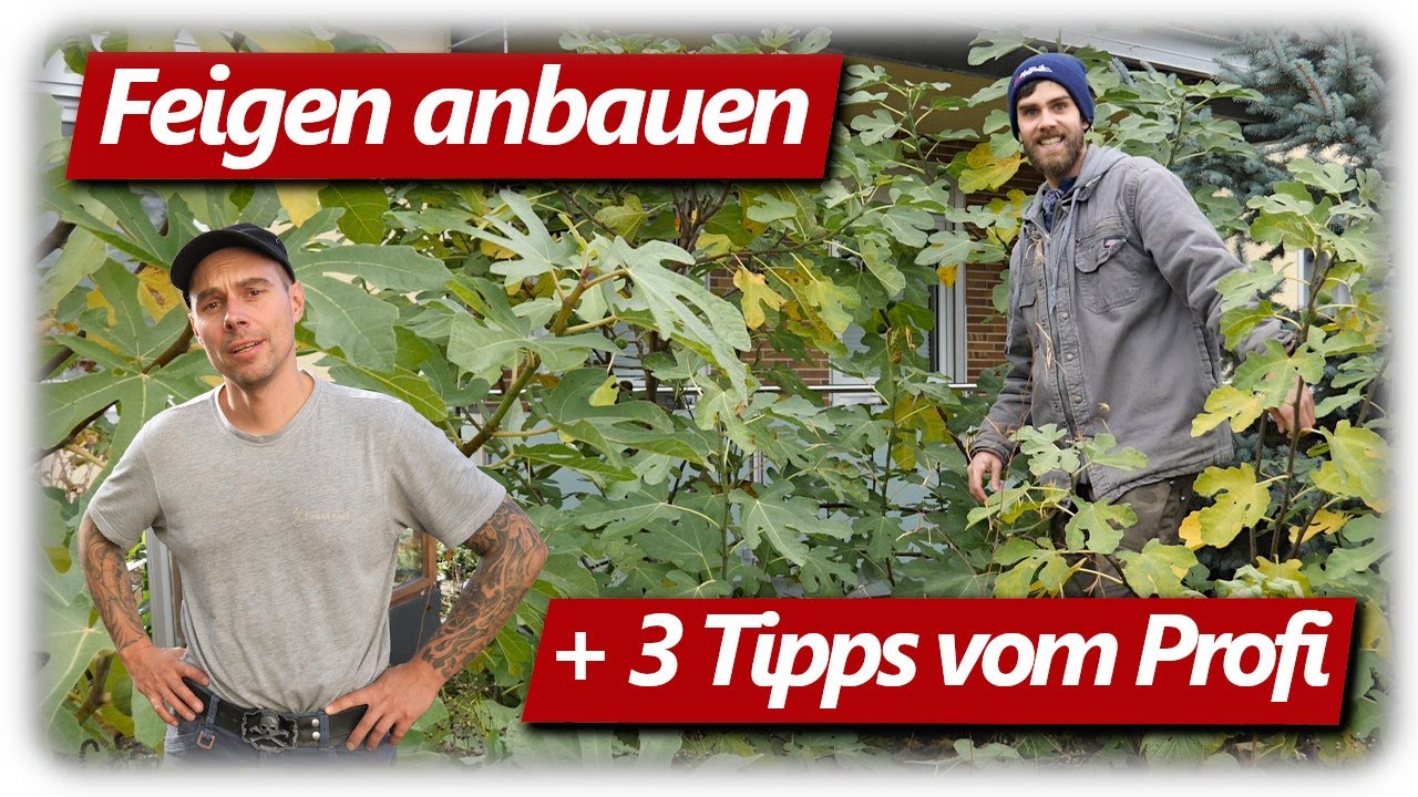Feigen vor dem Winter | überraschende Ernte, Tipps vom Profi und Saisonfazit
