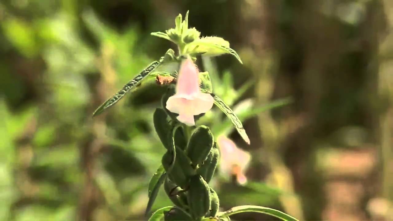 Сердце Америки: семена кунжута из Оклахомы