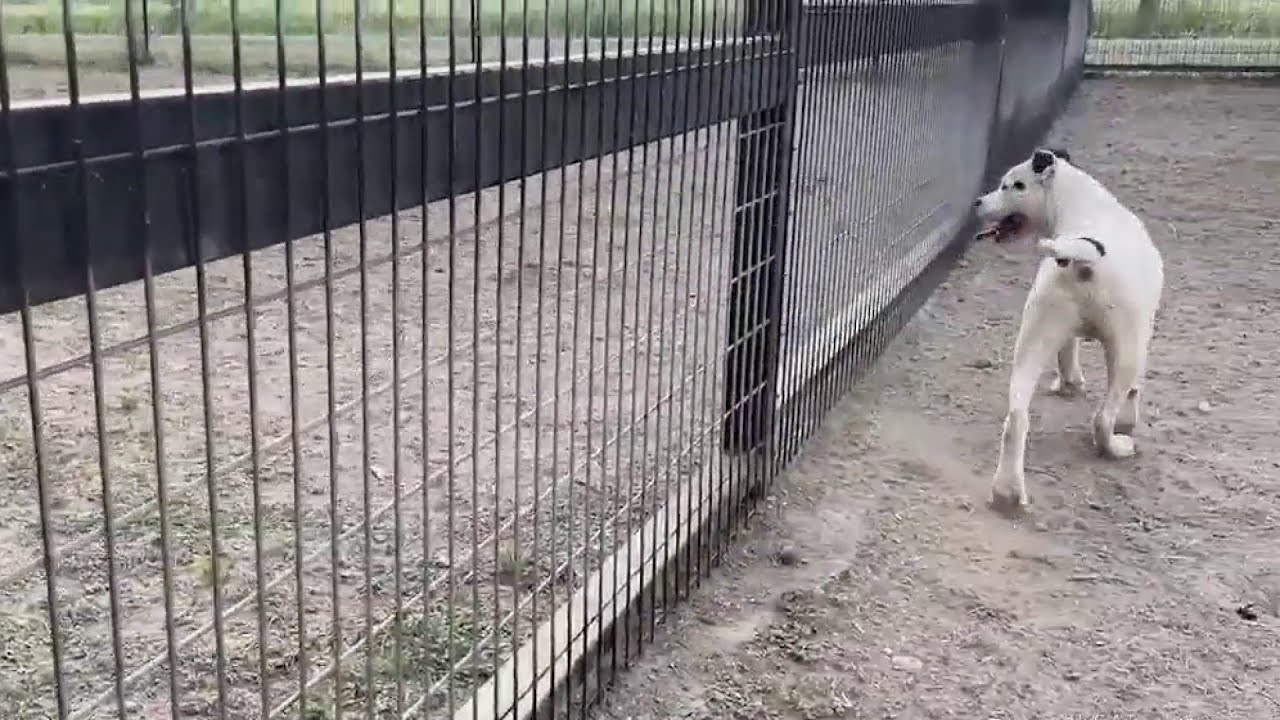 Increase in loose, stray animals in San Antonio due to veterinarian shortage