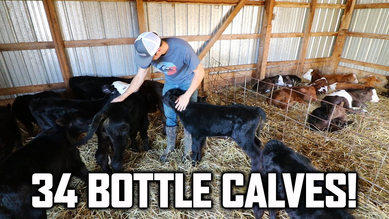I HAVE TOO MANY BOTTLE CALVES!