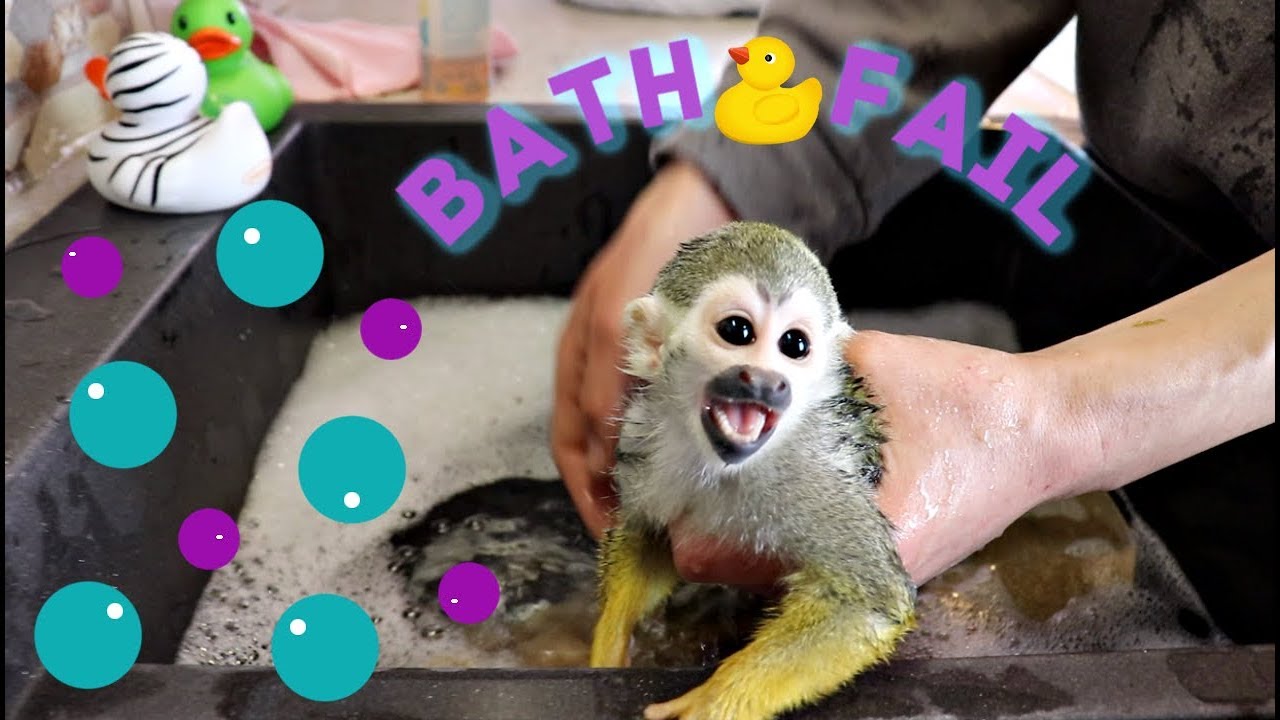 Baby Monkey oLLie Bath FAIL #MonkeyBooCrew #SquirrelMonkey #PetMonkey
