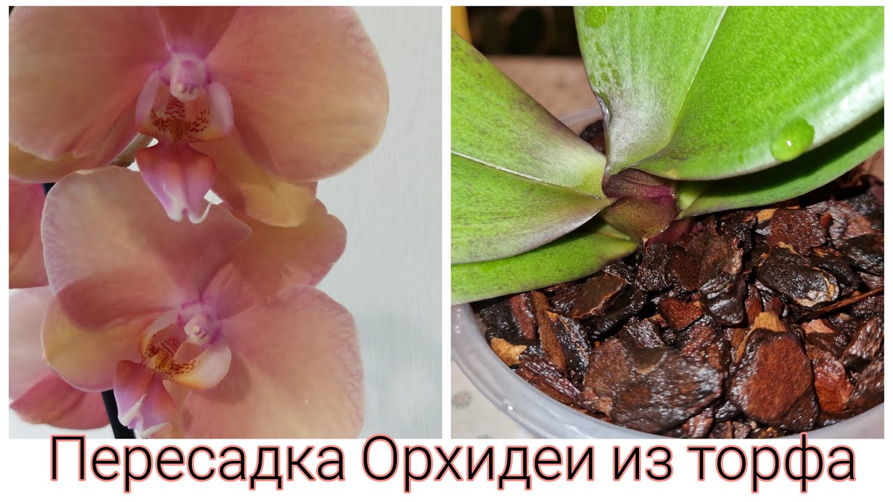Пересадка Орхидеи из торфа | Phal. Saporita, aroma