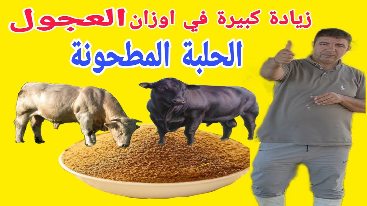بطريقة مذهلة وحصرية أعرف كيف تزيد الحلبة المطحونة التحويل اليومي لعجول التسمين..مع د/السيد الطوخي