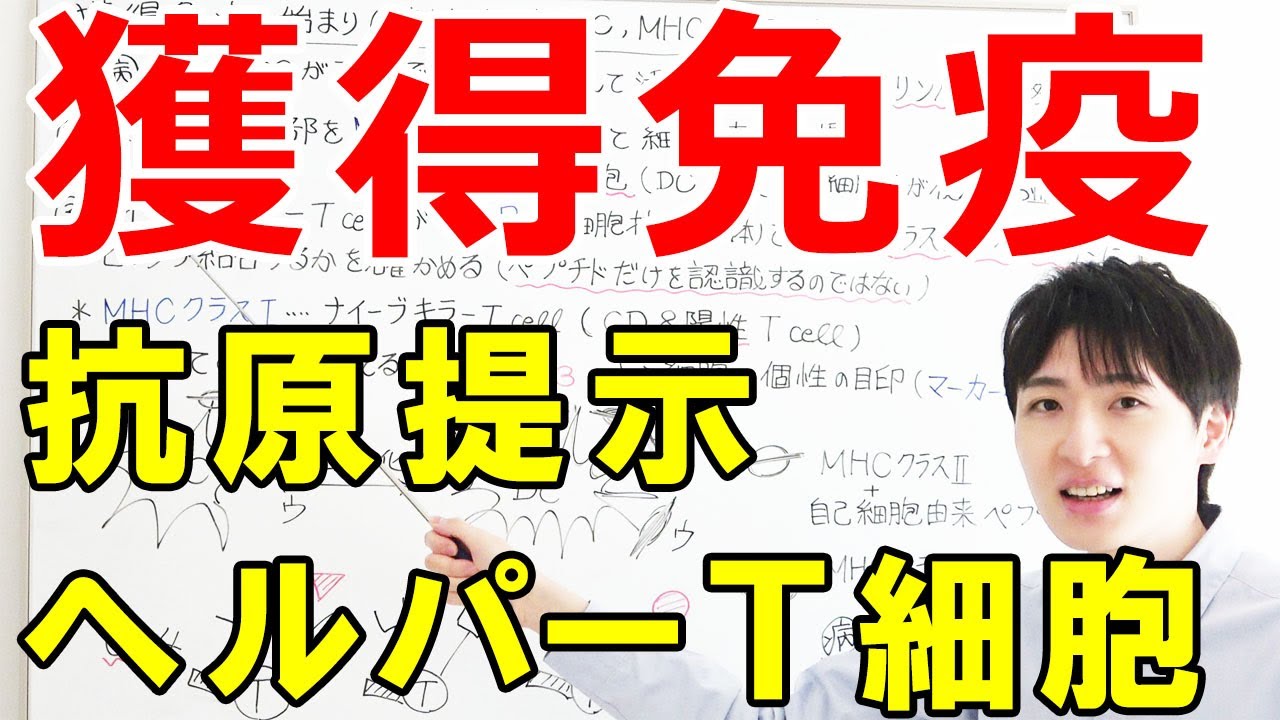 【大学・薬学部の免疫学】ヘルパーＴ細胞による獲得免疫の流れとMHCクラスⅡを使った抗原提示（樹状細胞、マクロファージ）【ジェイズ/J'z Channel】
