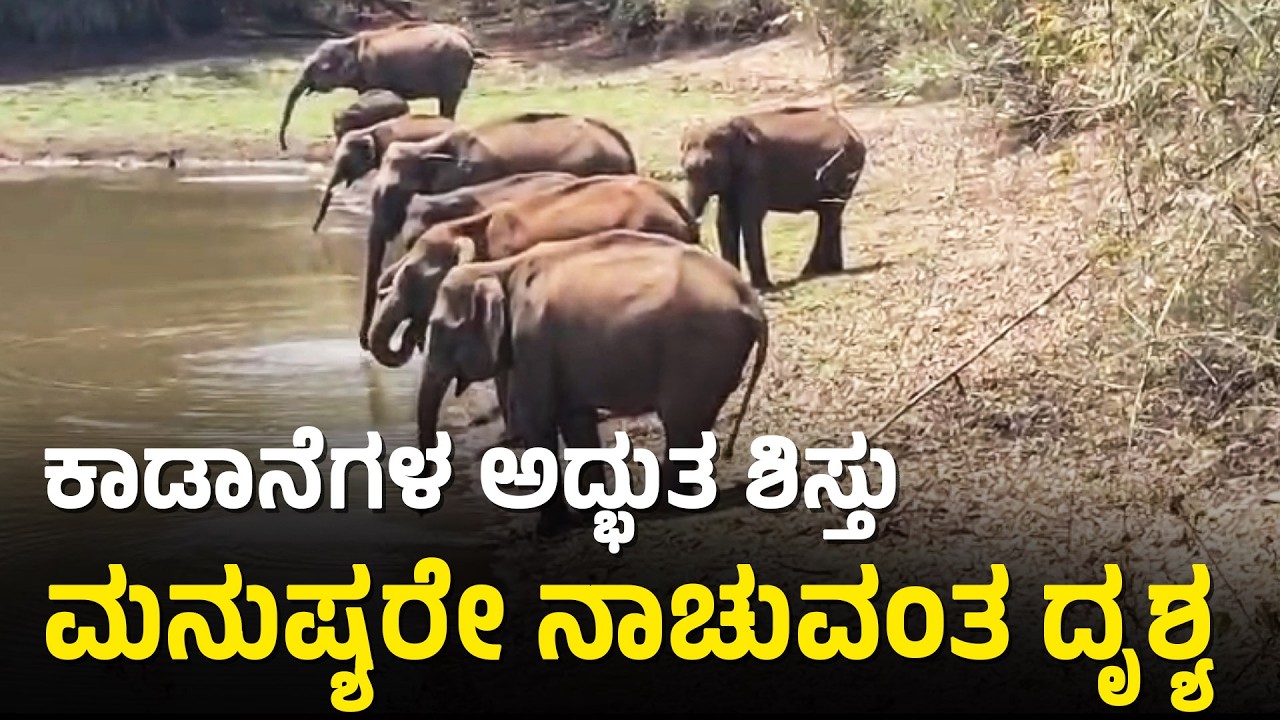ಸರದಿಯಲ್ಲಿ ನಿಂತು ನೀರು ಕುಡಿದ ಕಾಡಾನೆಗಳು: ಅಪರೂಪದ ದೃಶ್ಯ | Chikkamagaluru | Elephants Discipline