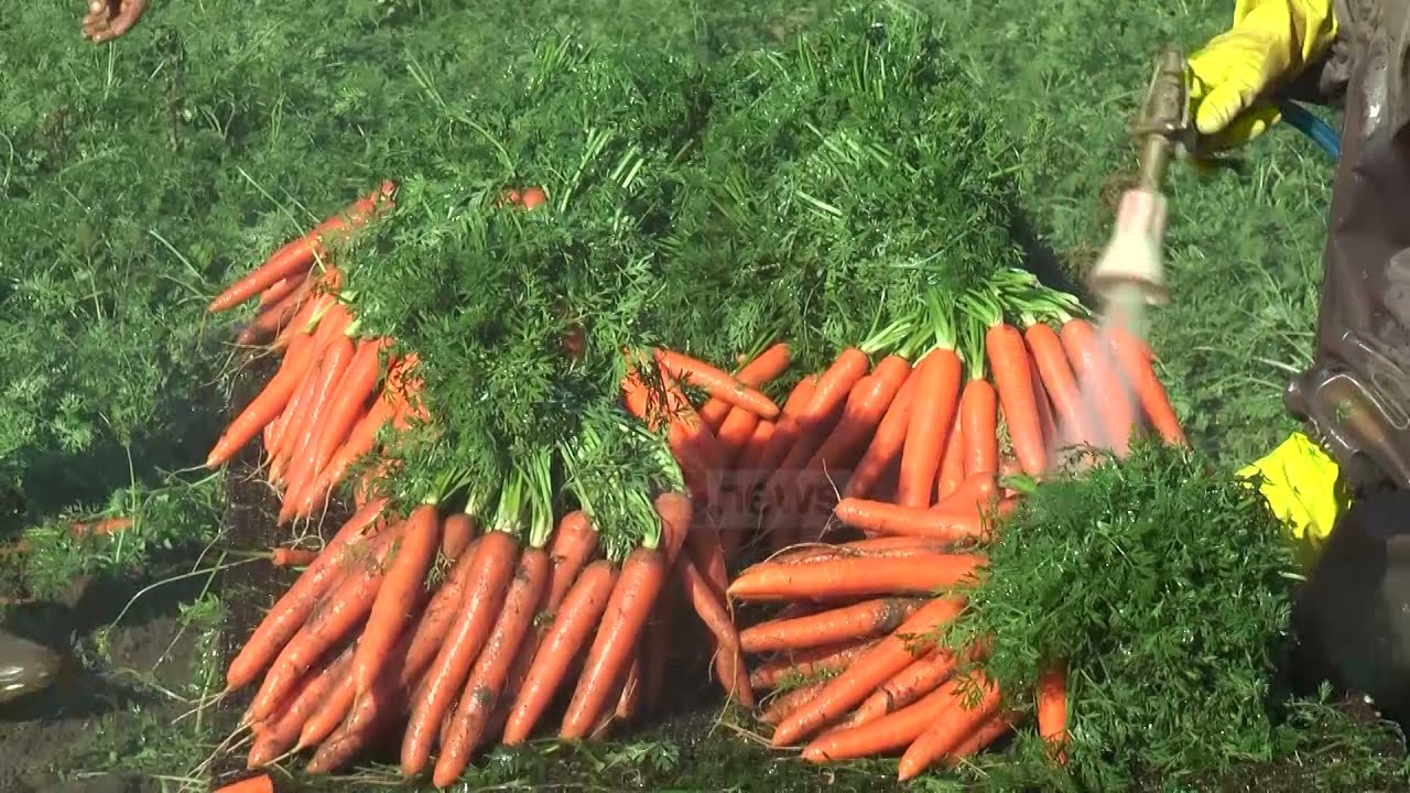 Klan News - Divjaka, qyteti ku ka punë për të gjithë