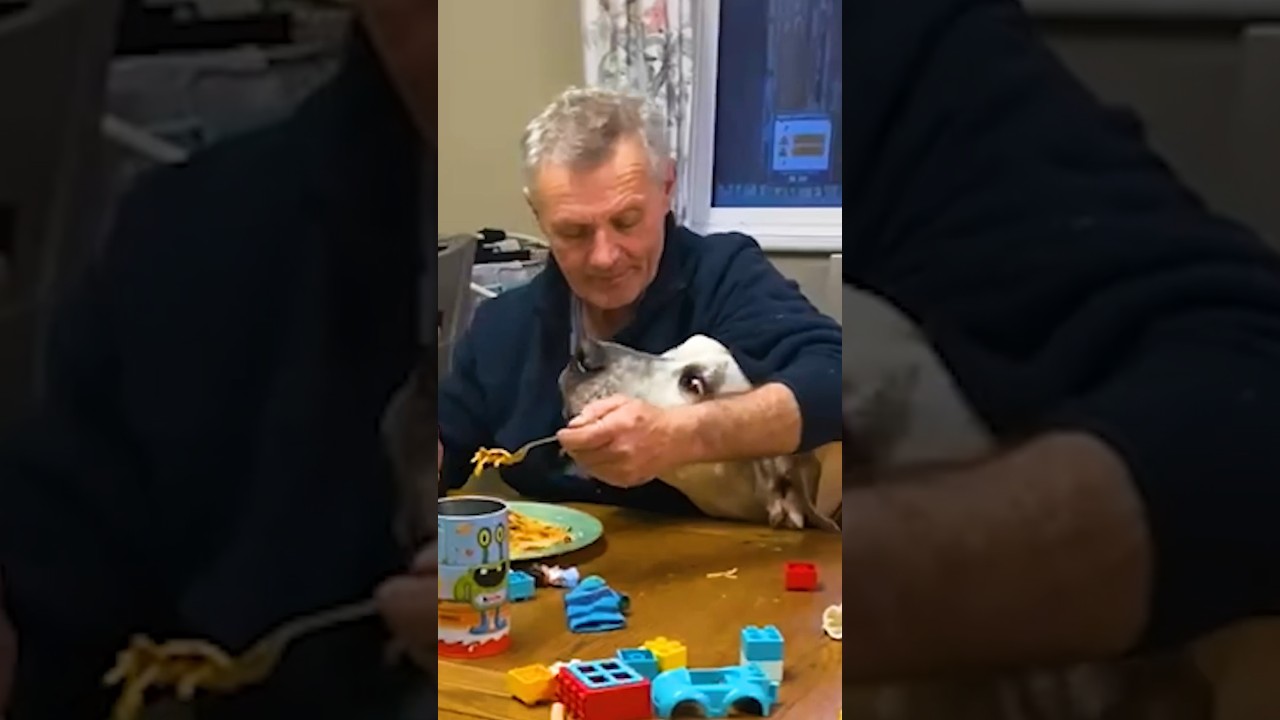 Asking Dad To Babysit… l The Dodo 