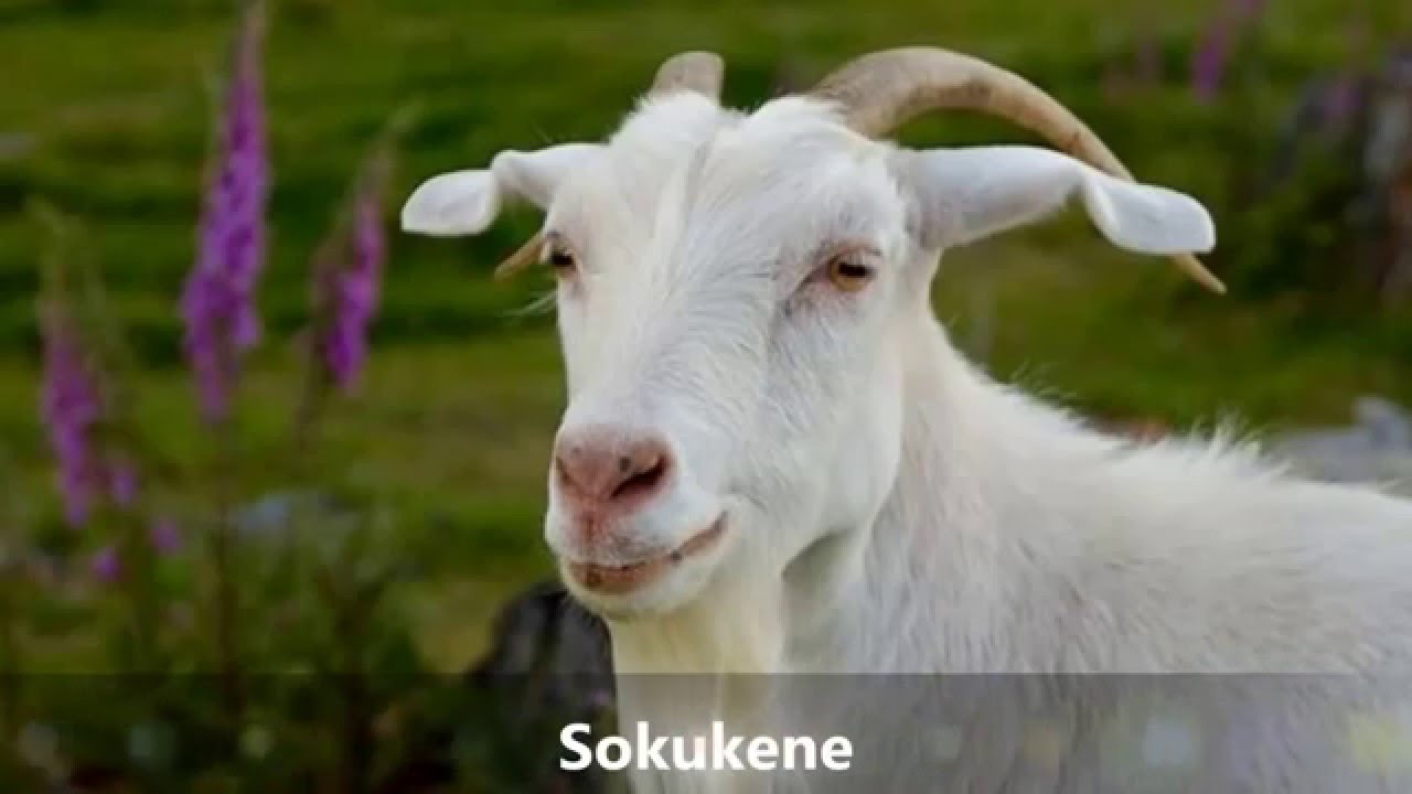 Sokukene (Kus sa k&auml;isid)