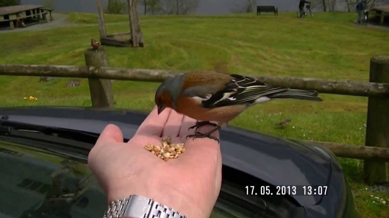 hand feeding chaffinch