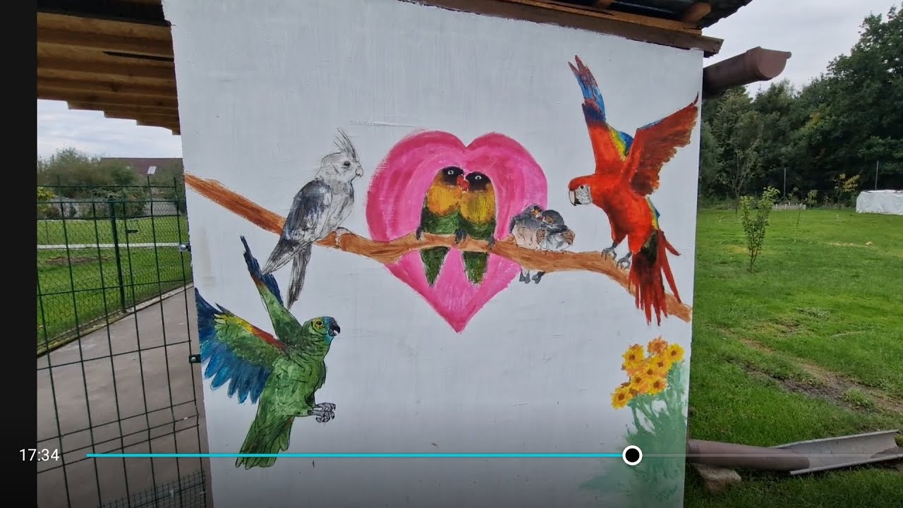 6. #parrot #chicken #garden Dziękuję #RanczoMacieja
