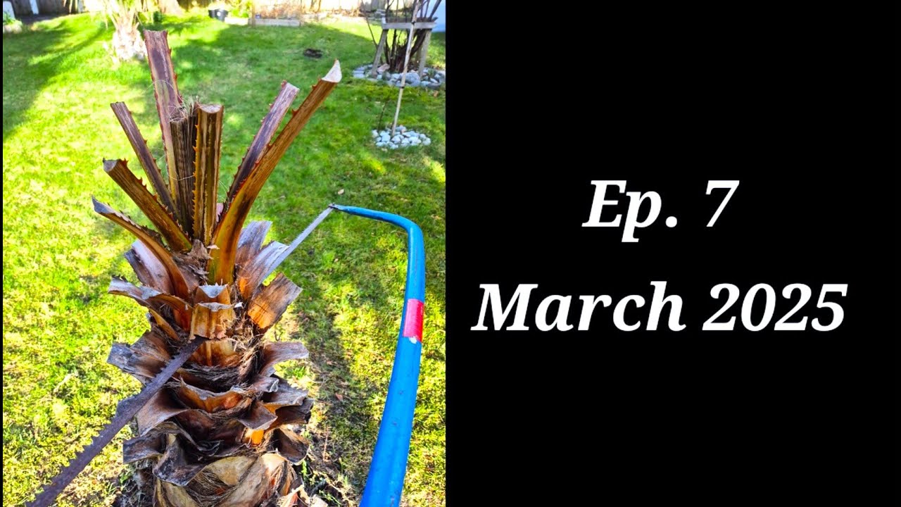 Episode 7: How to Revive a Washingtonia robusta Palm Tree you think is Dead. Cutting it with a Saw!
