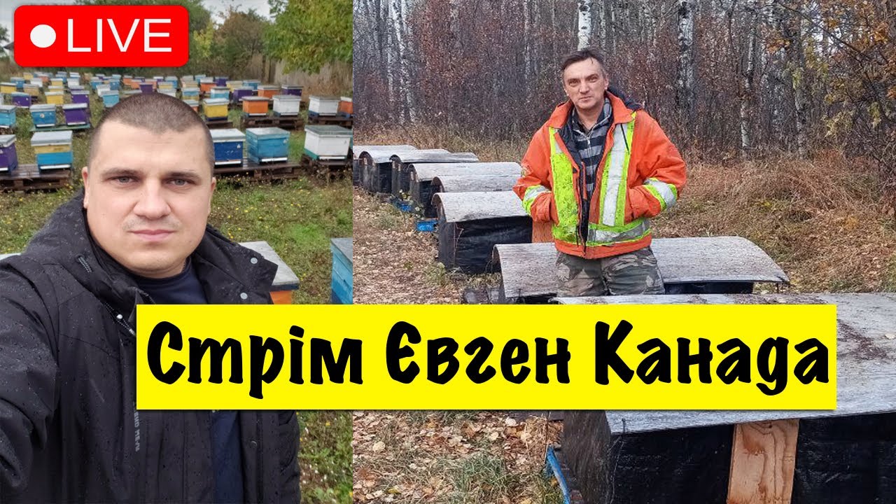 Стрім Євген Канада ✅ Пасіка 🐝 Ціна меду опт 🍯 Бджільництво