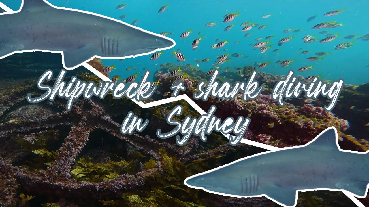 #Shipwreck + #shark diving in #Sydney | Things to do in Sydney | #Australia travel guide
