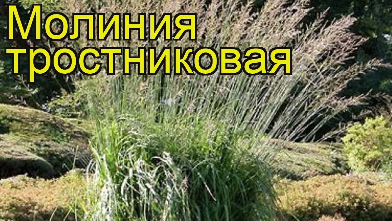 Молиния тростниковая. Краткий обзор, описание характеристик, где купить саженцы molinia arundinacea