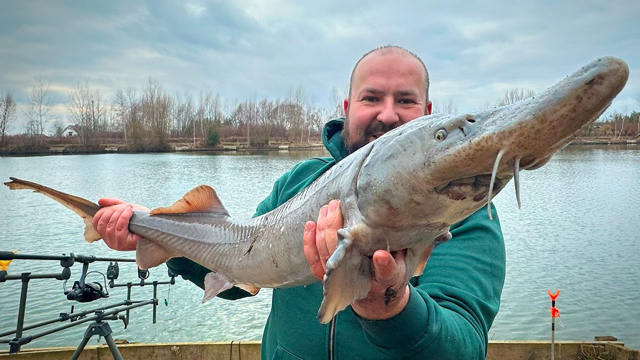 JESIOTR ŻYCIÓWKA na method feeder w zimie
