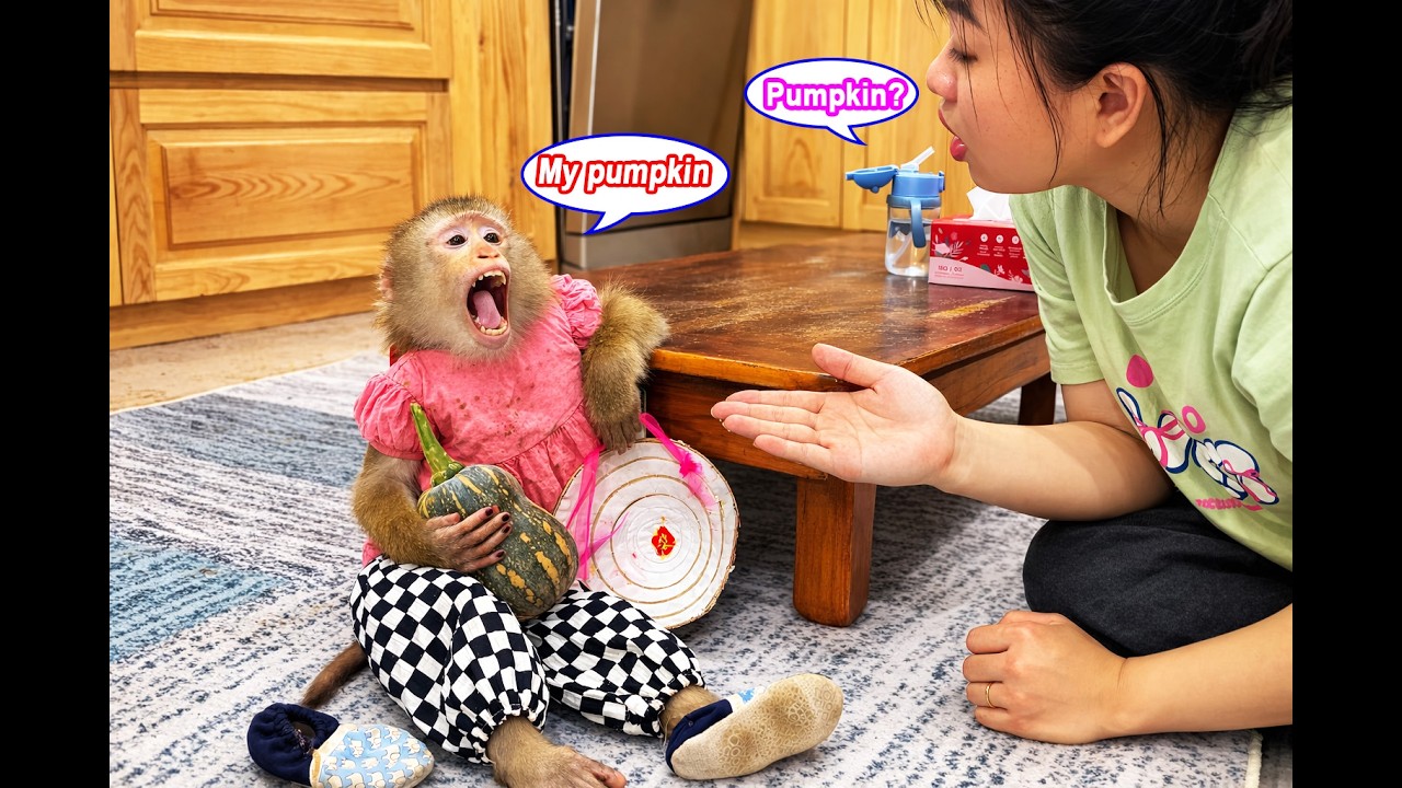 That's hilarious! Monkey Lyly is covered in dirt from trying to pick pumpkins for her mother.