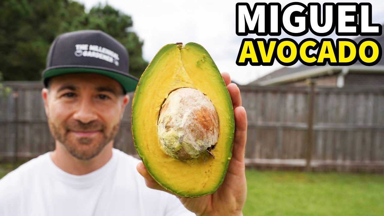 Tasting The Rare And Exotic MIGUEL AVOCADO!