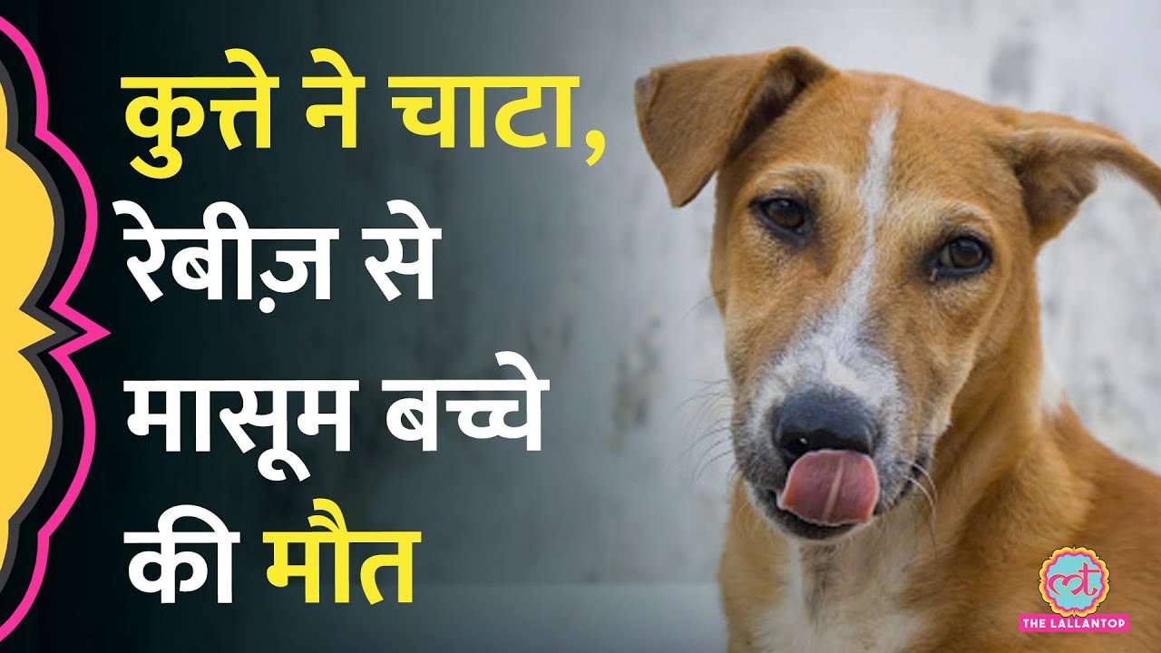 Stray Dogs पर Supreme Court के फैसले के बीच कुत्ते के चाटने से UP में 2 साल के बच्चे की मौत