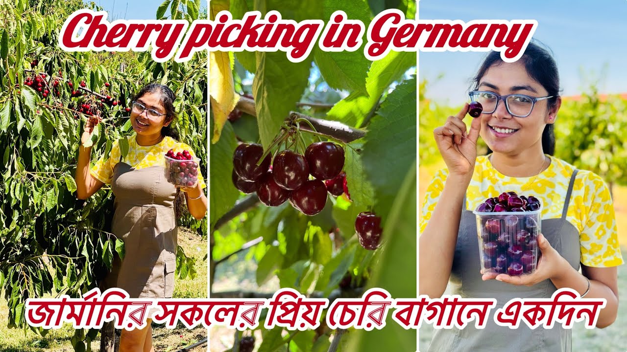 আজকে গেলাম জার্মানির সকলের প্রিয় চেরি বাগানে।মন ভরে ফল খেলাম।cherry picking in Germany 2025