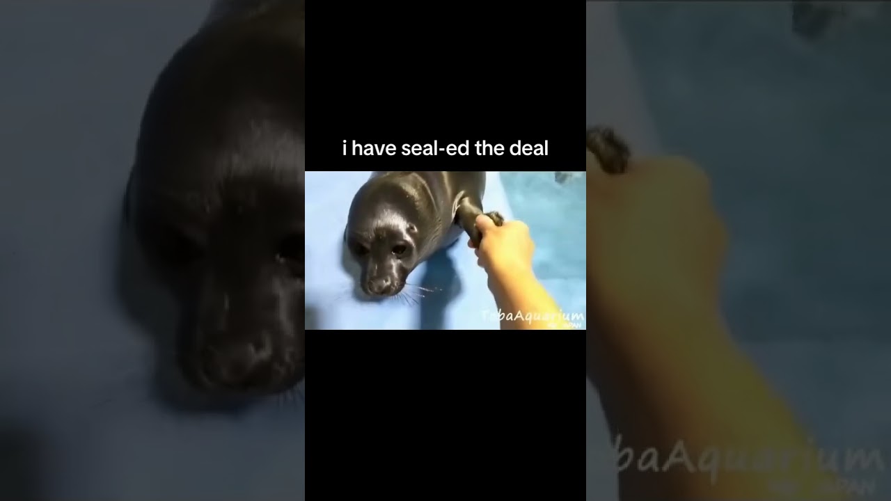He has seal-ed the deal😎😂
