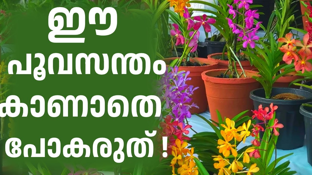 Flower Show 2025 Trivandrum | Cut Flower show  | 