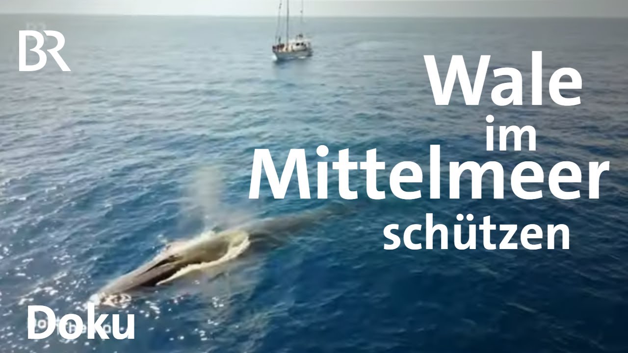 Bedrohte Wale im Mittelmeer: Schutzgebiet Pelagos | Naturschutz | DokThema | Doku | BR