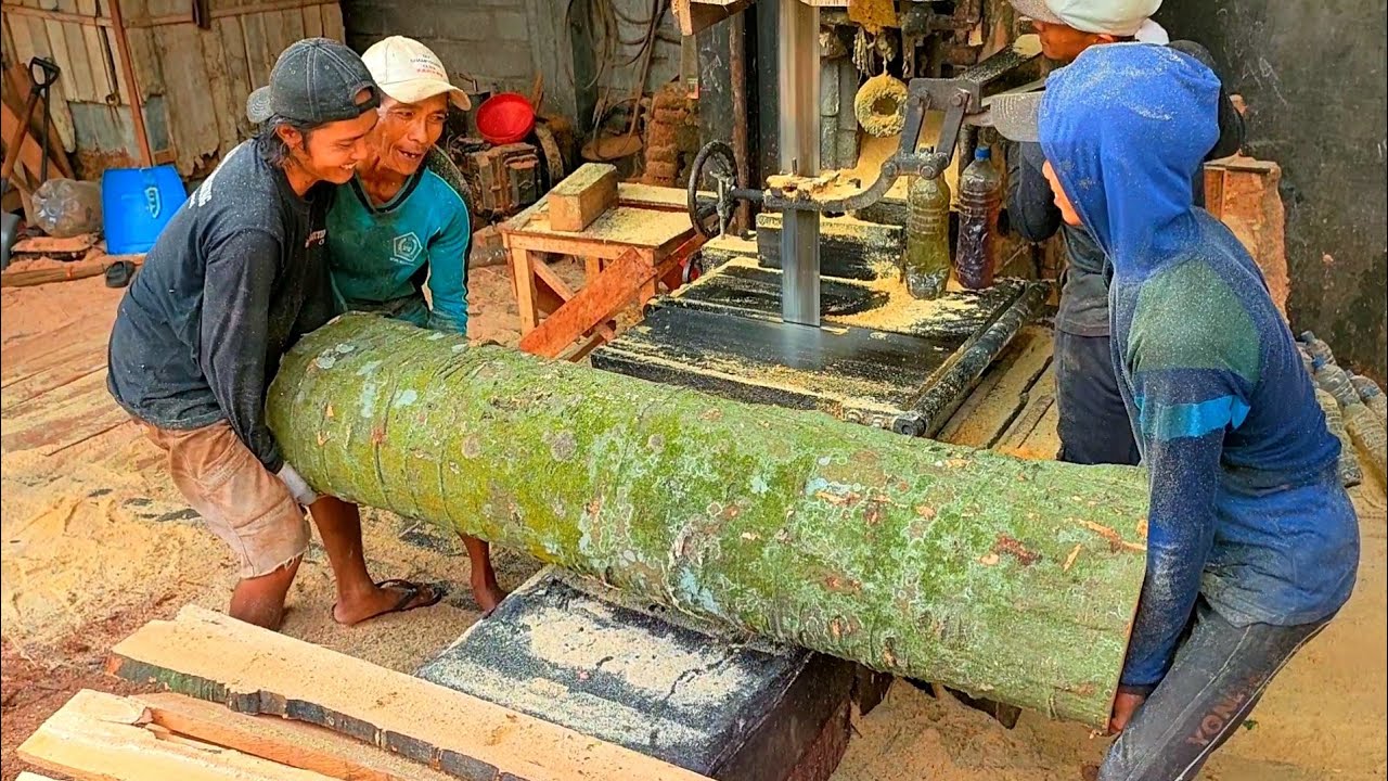 Jackpot,,! menggergaji kayu melinjo Terbesar dari yang paling Besar, bikin kualahan