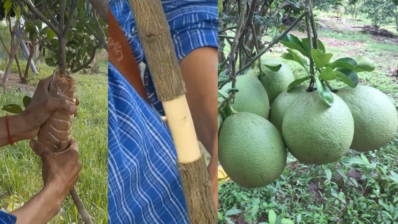 Grapefruit grafting method