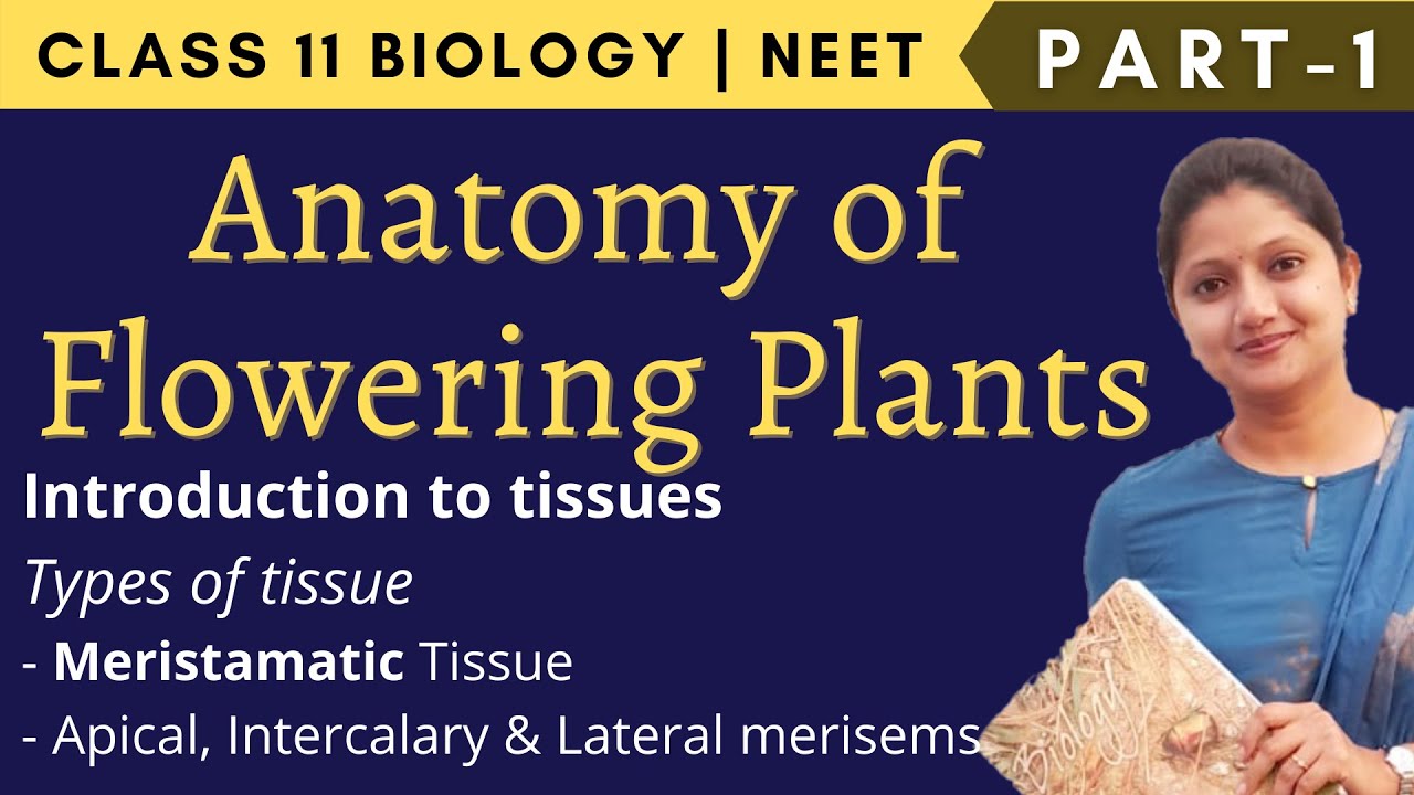 Anatomy Of Flowering Plants | Class 11 Biology | Part-1