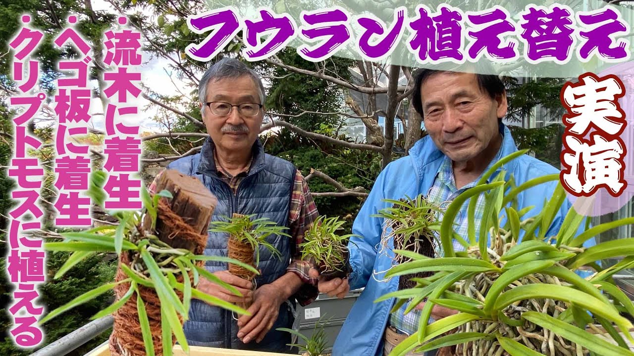 【フウラン植え替え】水苔を使わずに簡単に着生させ管理できる植え替え方法を紹介【咲くやこの花館】