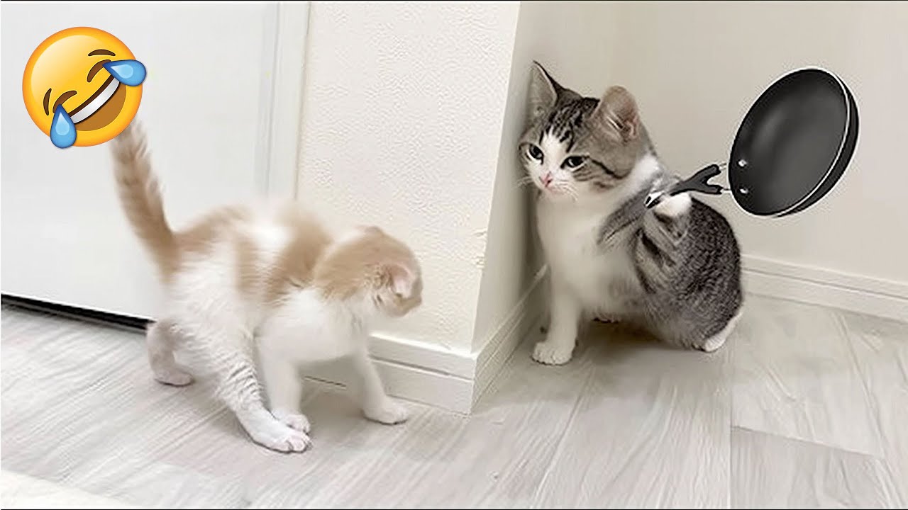 Funny Animals 😄 Cats and Dogs You Have to See 😹🐕