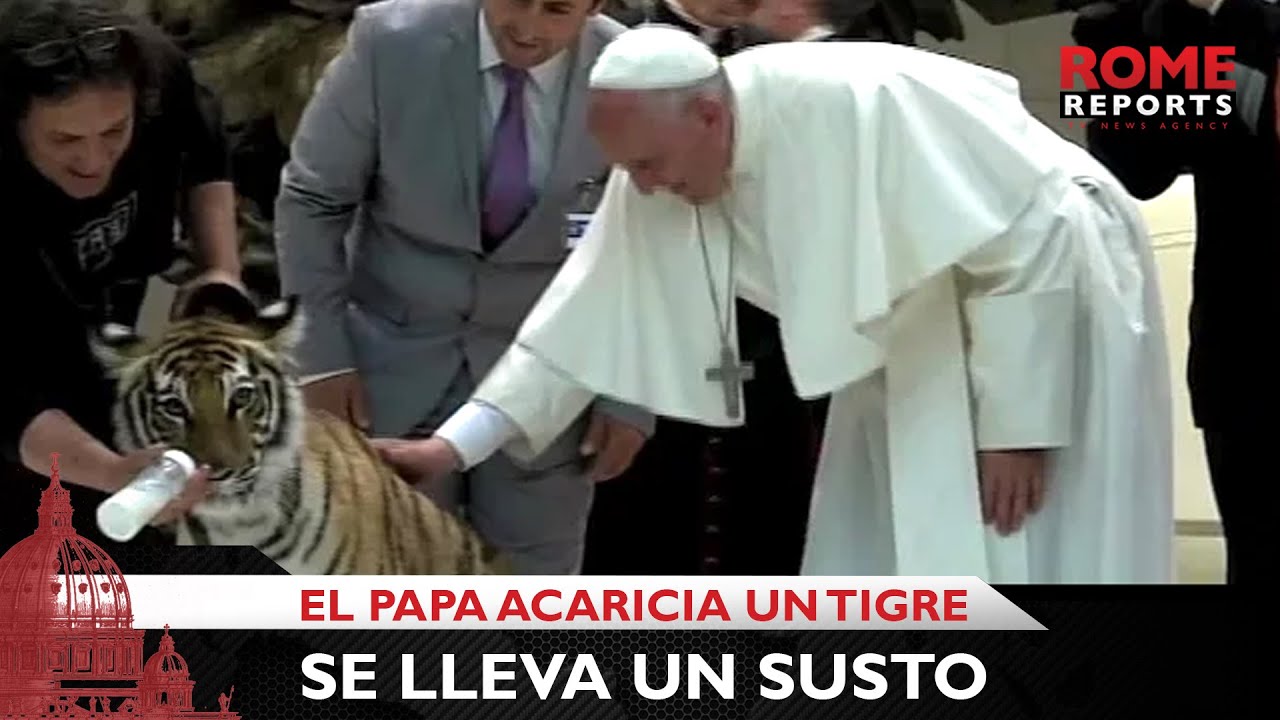 El Papa acaricia a un tigre y se lleva un susto