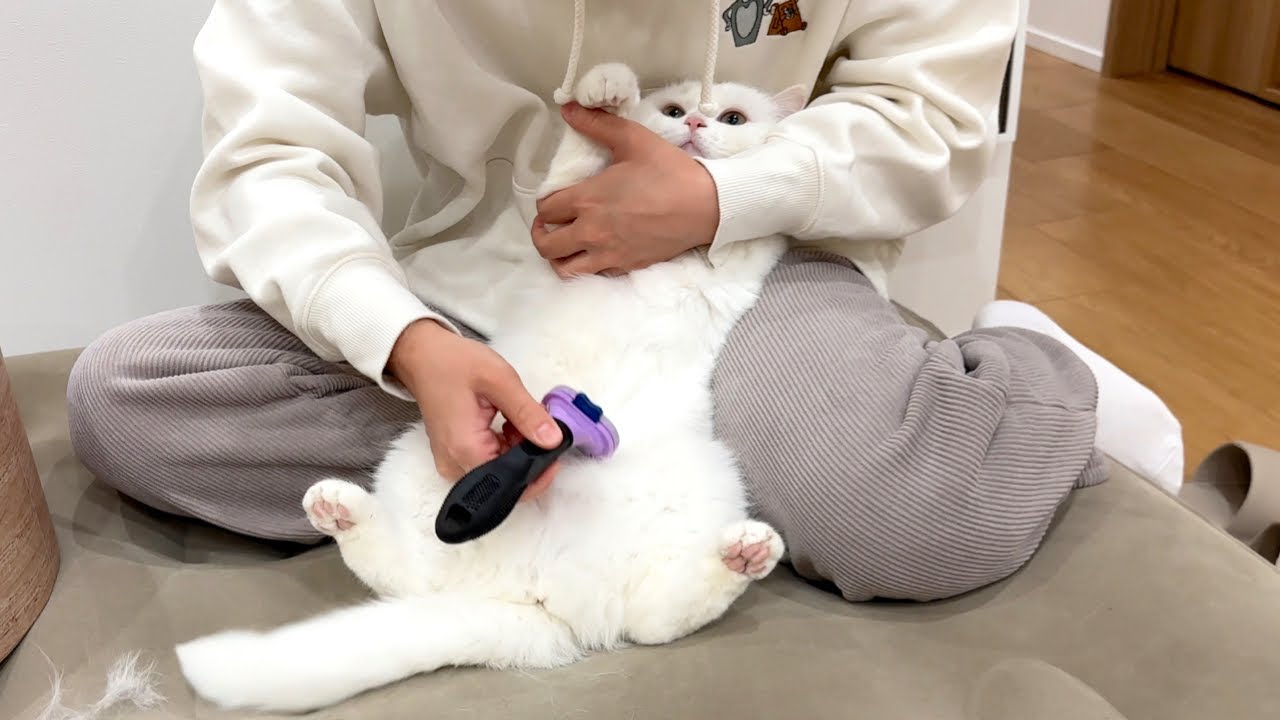 モフモフの冬毛を刈ったら猫に怒られました…！