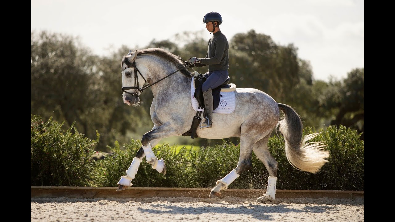 Dressage at Monte Velho - Portugal